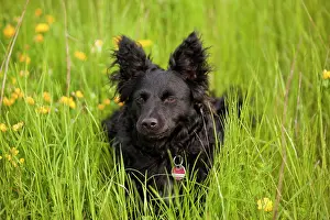 Lays: Black mongrel dog on a meadow