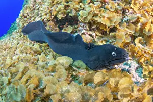 Muraena: Black Moray (Muraena augusti) on the bottom; El