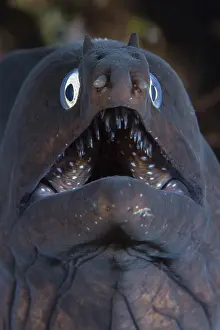 Muraena: Black Moray (Muraena augusti), Tenerife, Canary