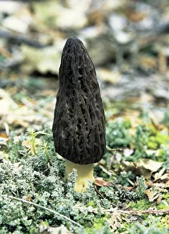 Morel: Black Morel
