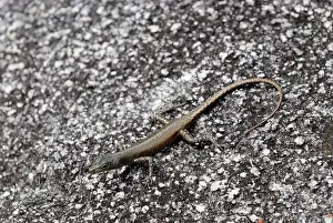 Skinks: Black Mountain Skink