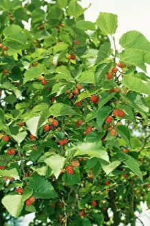 Mulberries: Black Mulberry