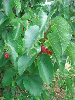 Mulberries: Black Mulberry Fruit