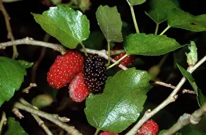 Mulberries: BLACK MULBERRY FRUIT ON BRANCH