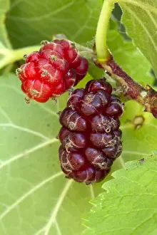 Morus: black mulberry (Morus nigra)