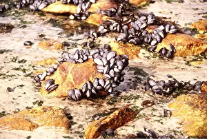 Shellfish: BLACK MUSSELS