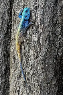 Agama: Black-necked agama (Acanthocercus atricollis), adult