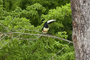 Aracari: Black-necked Aracari