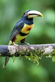 Aracari: Black-necked aracari (Pteroglossus aracari) on a