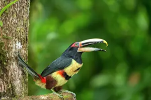 Aracari: Black-necked aracari (Pteroglossus aracari) on a