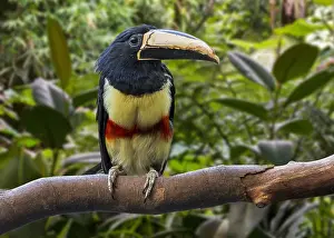 Necked: Black-necked aracari (Pteroglossus aracari), black-necked
