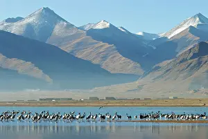 Brian Mcdairmant: Black necked Crane - Tibet