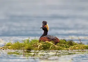 Nigricollis: Black-necked / Eared Grebe