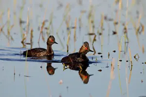 Black-necked / Eared Grebe - adult in summer