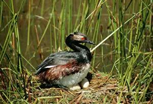 Sid Roberts: Black-Necked / Eared Grebe - Male on nest with eggs