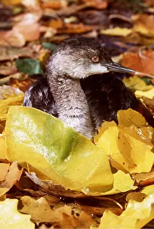 Mary Clay: Black-Necked / Eared Grebe - swims in leaves