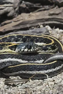 Nonvenomous: Black-necked Garter Snake