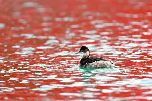 Nigricollis: Black Necked Grebe