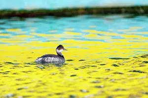 Nigricollis: Black Necked Grebe