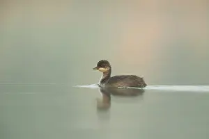 Nigricollis: Black-necked Grebe