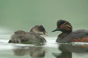 Nigricollis: Black-necked Grebe