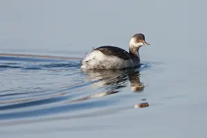 Schouwen: Black-necked Grebe