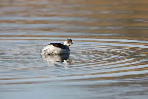 Schouwen: Black-necked Grebe