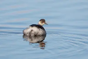 Schouwen: Black-necked Grebe