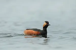 Nigricollis: Black-necked Grebe