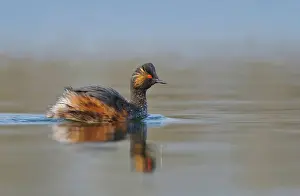 Nigricollis: Black-necked Grebe