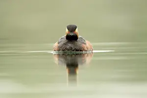 Nigricollis: Black-necked Grebe