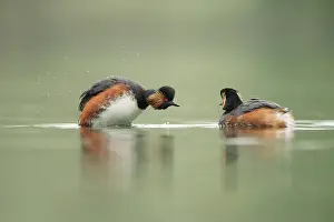 Nigricollis: Black-necked Grebe