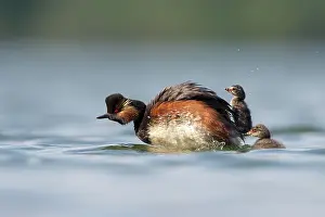 Nigricollis: Black-necked Grebe