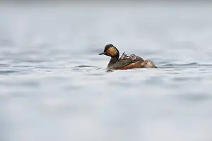 Nigricollis: Black-necked Grebe