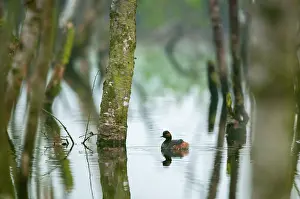 Bogland: Black-necked Grebe