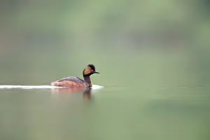 Nigricollis: Black-necked Grebe