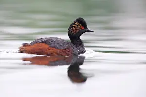 Nigricollis: Black-necked Grebe