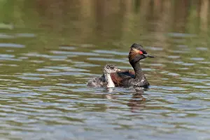 Jonker: Black-necked Grebe