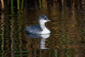 Nigricollis: Black-necked Grebe