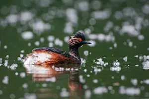 Nigricollis: Black-necked Grebe