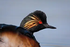 Nigricollis: Black-necked Grebe