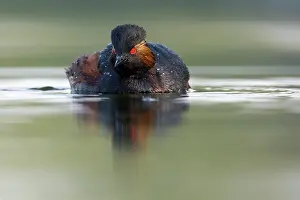 Nigricollis: Black-necked Grebe