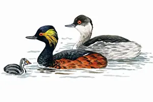 Nigricollis: Black-necked Grebe