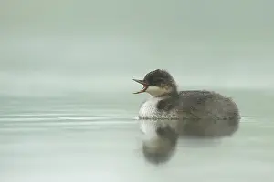 Nigricollis: Black-necked Grebe