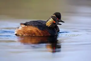 Nigricollis: Black-necked Grebe