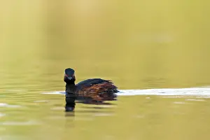 Nigricollis: Black-necked Grebe