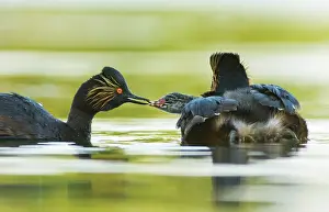 Podiceps: Black-necked Grebe