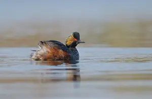 Level: Black-necked Grebe