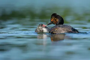Podiceps: Black-necked Grebe