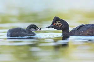Podiceps: Black-necked Grebe